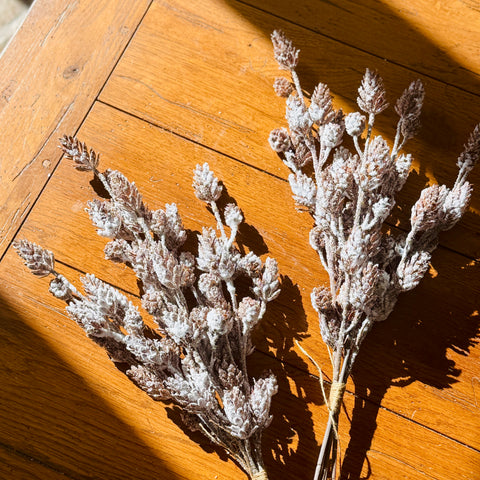 Set of 2 Frosted Hemlock Pinecone Picks for Just Jill-BOGO OFFER